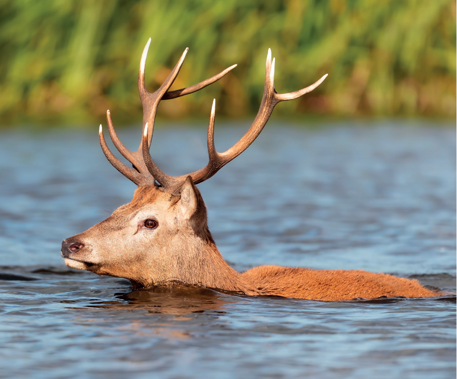 Scottish island needs ‘robust’ deer management plans 