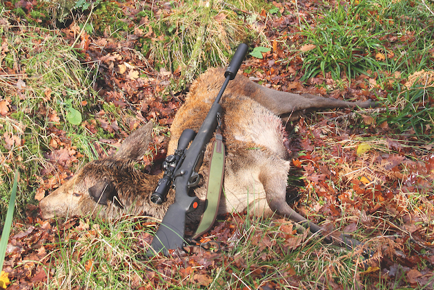 Dead hind deer