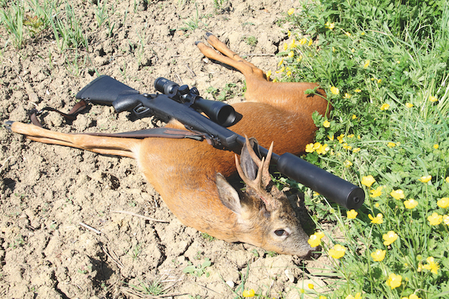 Deer quarry shot with rifle
