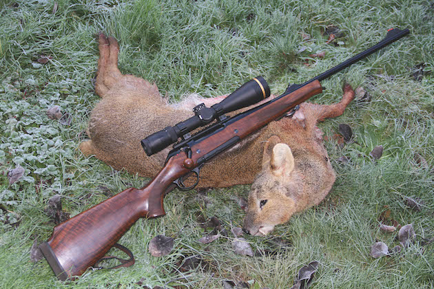 culled Chinese water deer 