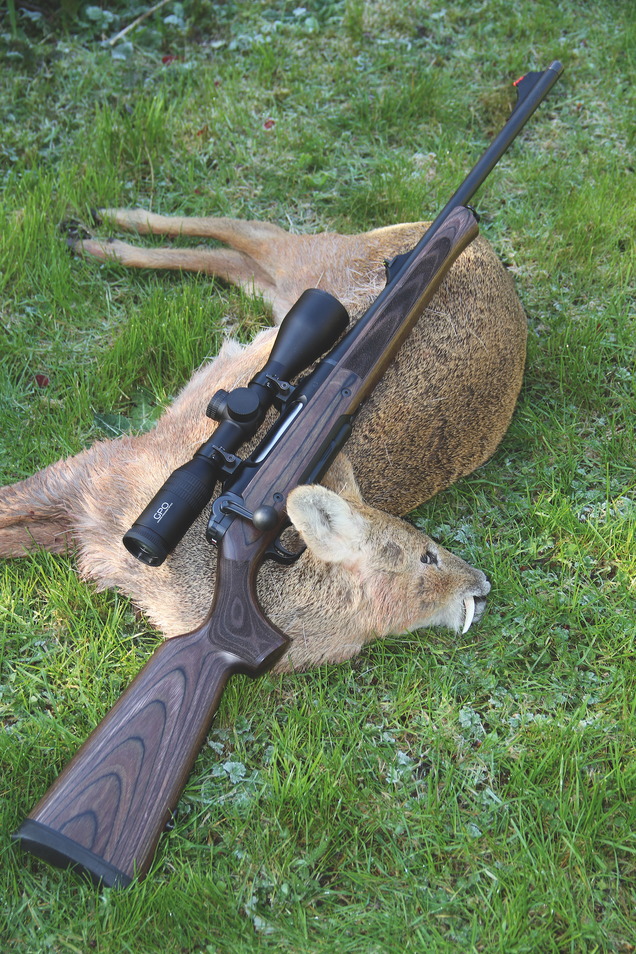 shot Chinese water deer 