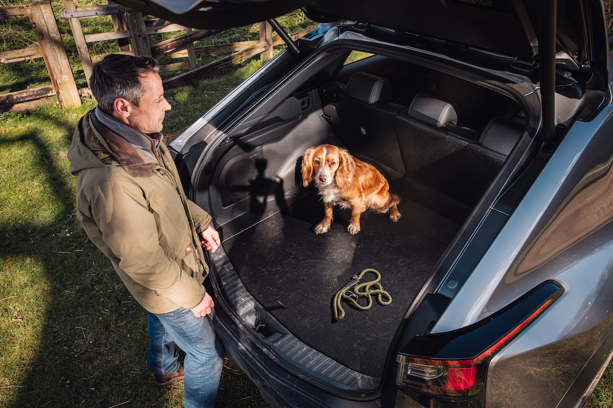 spaniel in car boot 