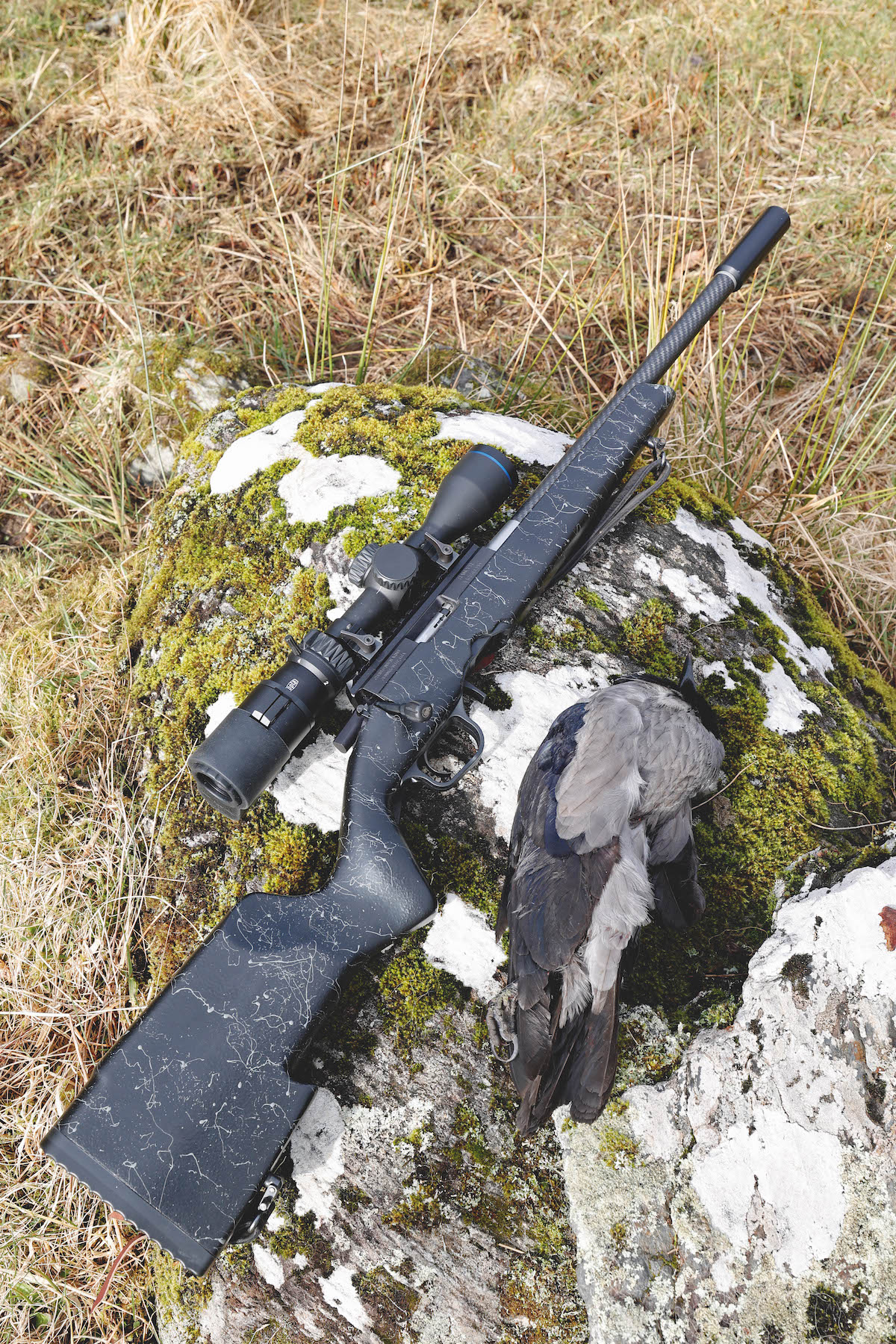 dead hooded crow 