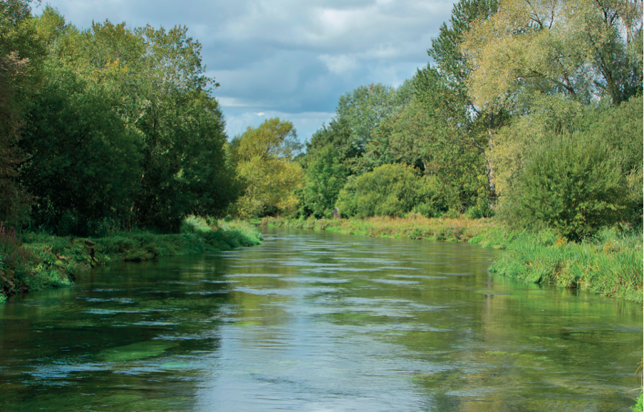 Project to save our salmon in Hampshire chalkstream 
