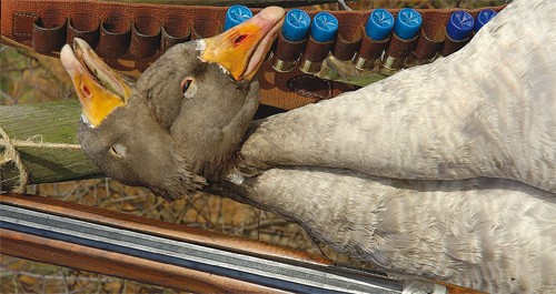 Steel shot wildfowling cartridges review