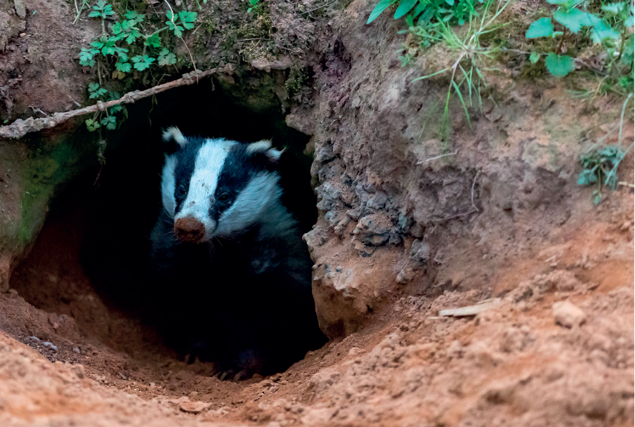 Badger baiter handed lifelong ban from keeping any dogs 