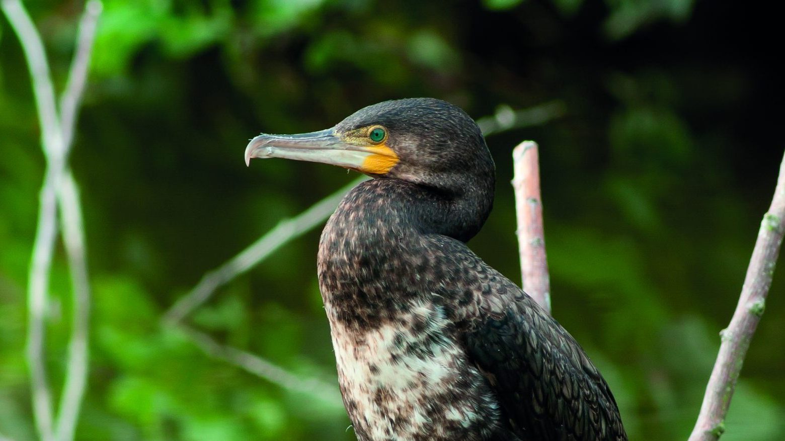 Europe edges closer to controlling cormorants