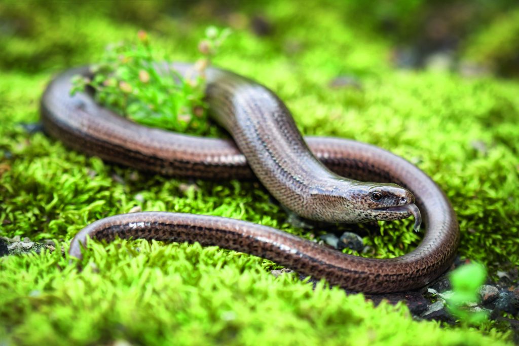 GWCT launches survey into gamebird impact on reptiles