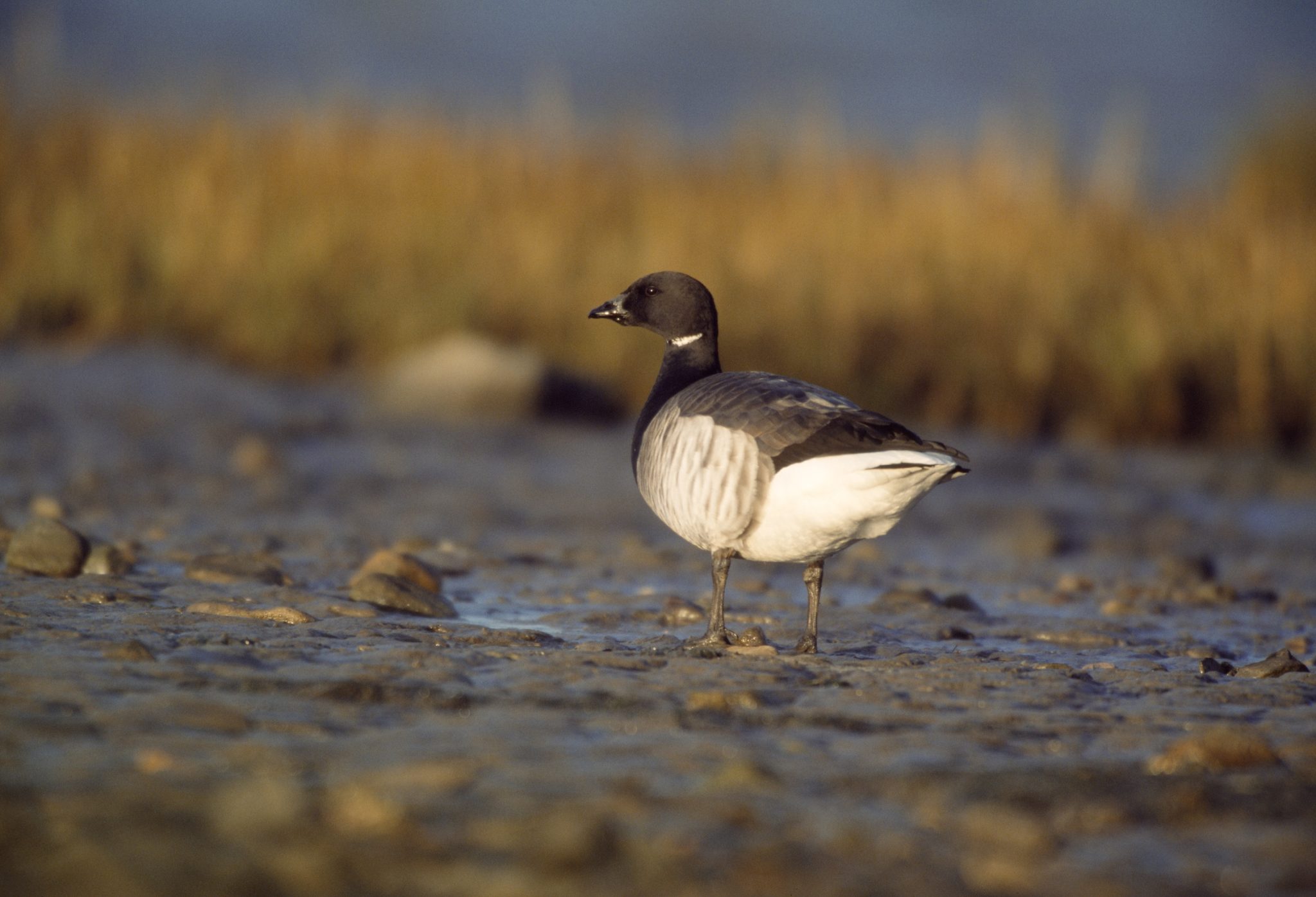Deara may have failed to comply with at-risk bird law