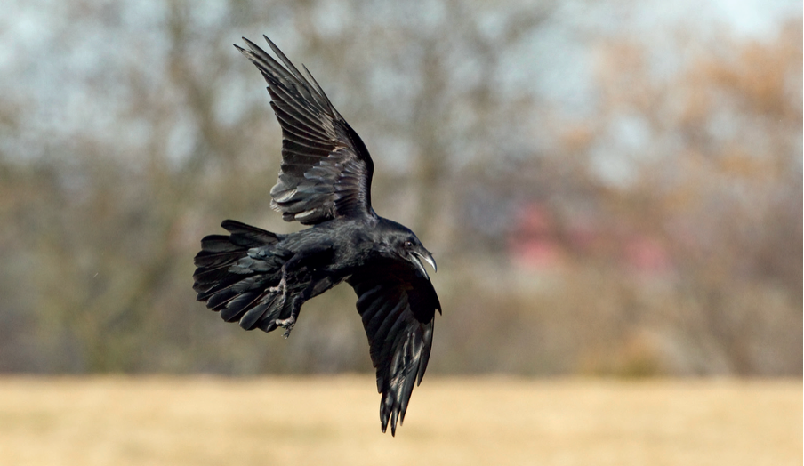 Farmer pressure in Orkney forces reform on raven control 