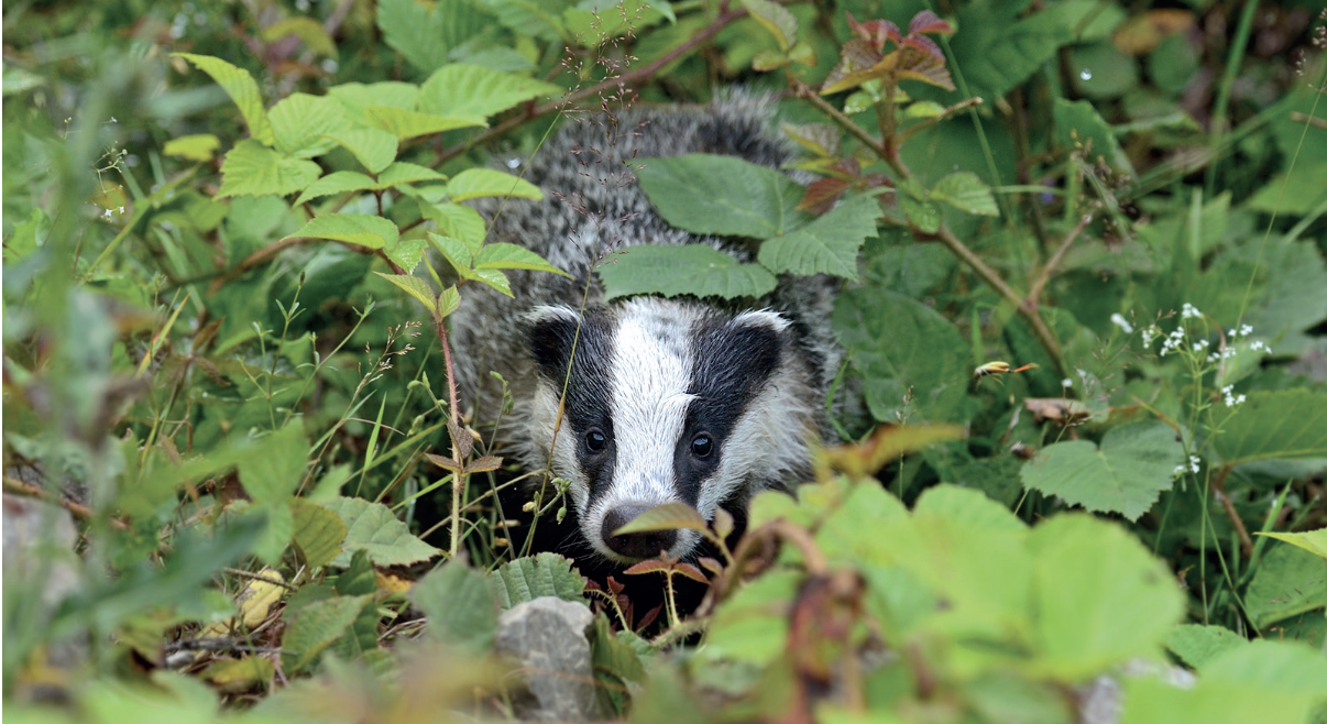 Badger cull expanded to beat spread of bovine TB 