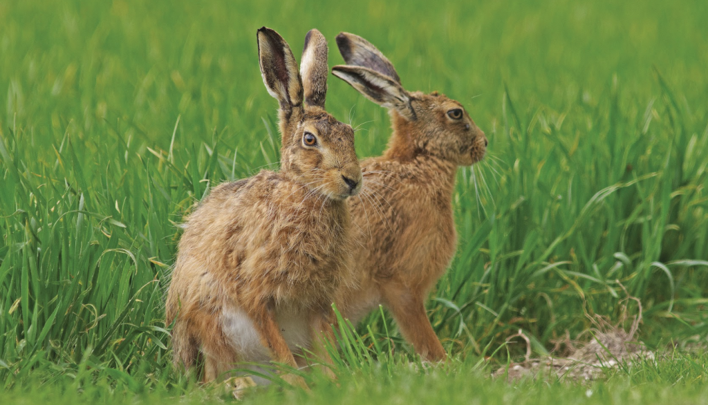 Calls for hare close season grow as Bill stalls in Lords 