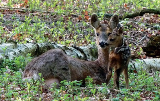 Protecting newly born deer &#8211; The British Deer Society