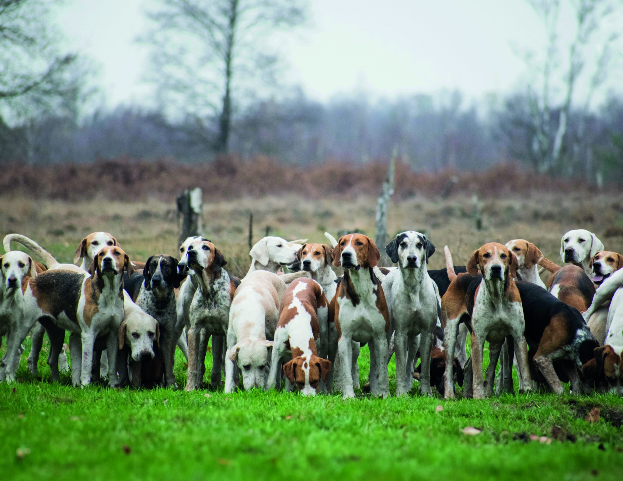 Hunting bill ‘ill-informed attack’ on Irish rural life