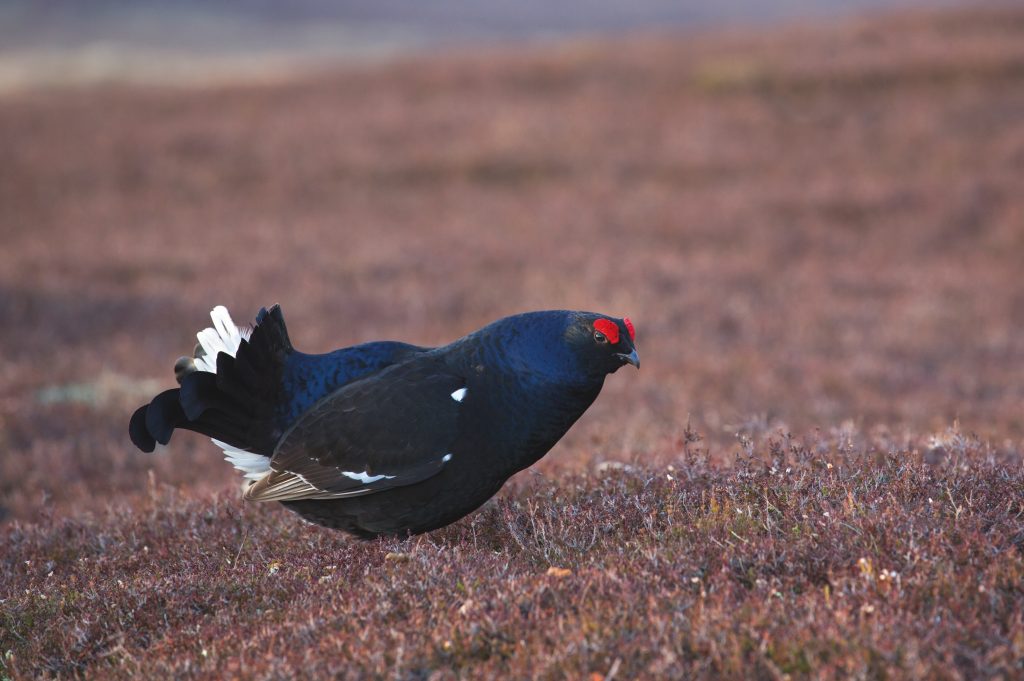 Will black grouse return to the Peak District this decade?
