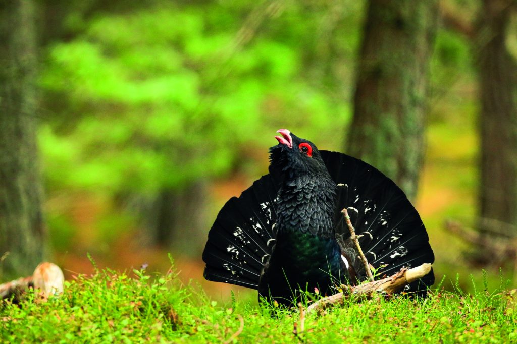 Could feeding predators save rare capercaillie?