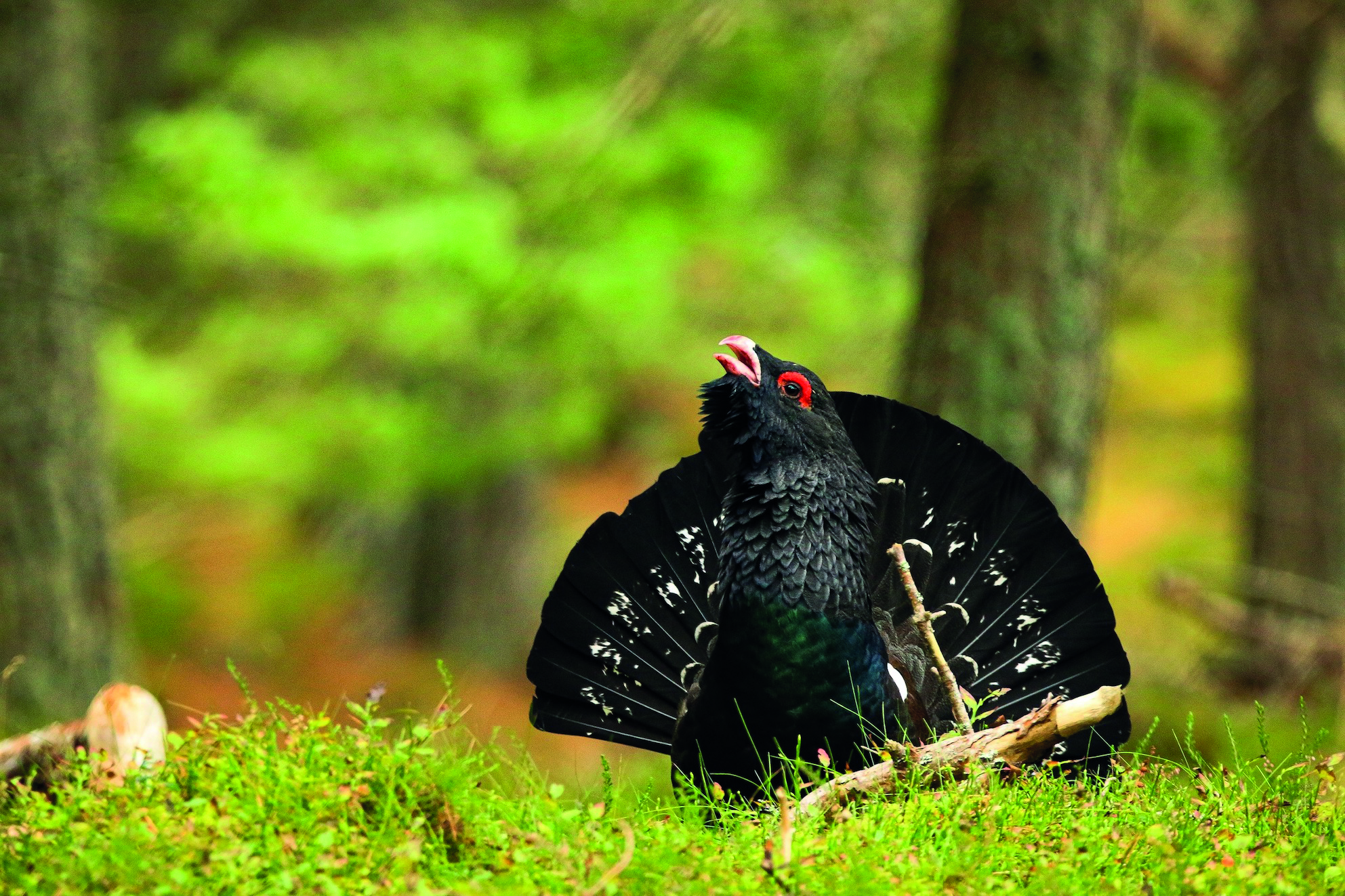 Could feeding predators save rare capercaillie?