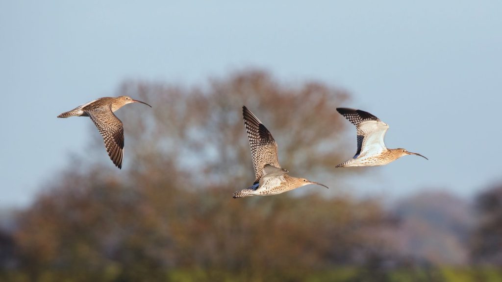 AI to help track declining curlew