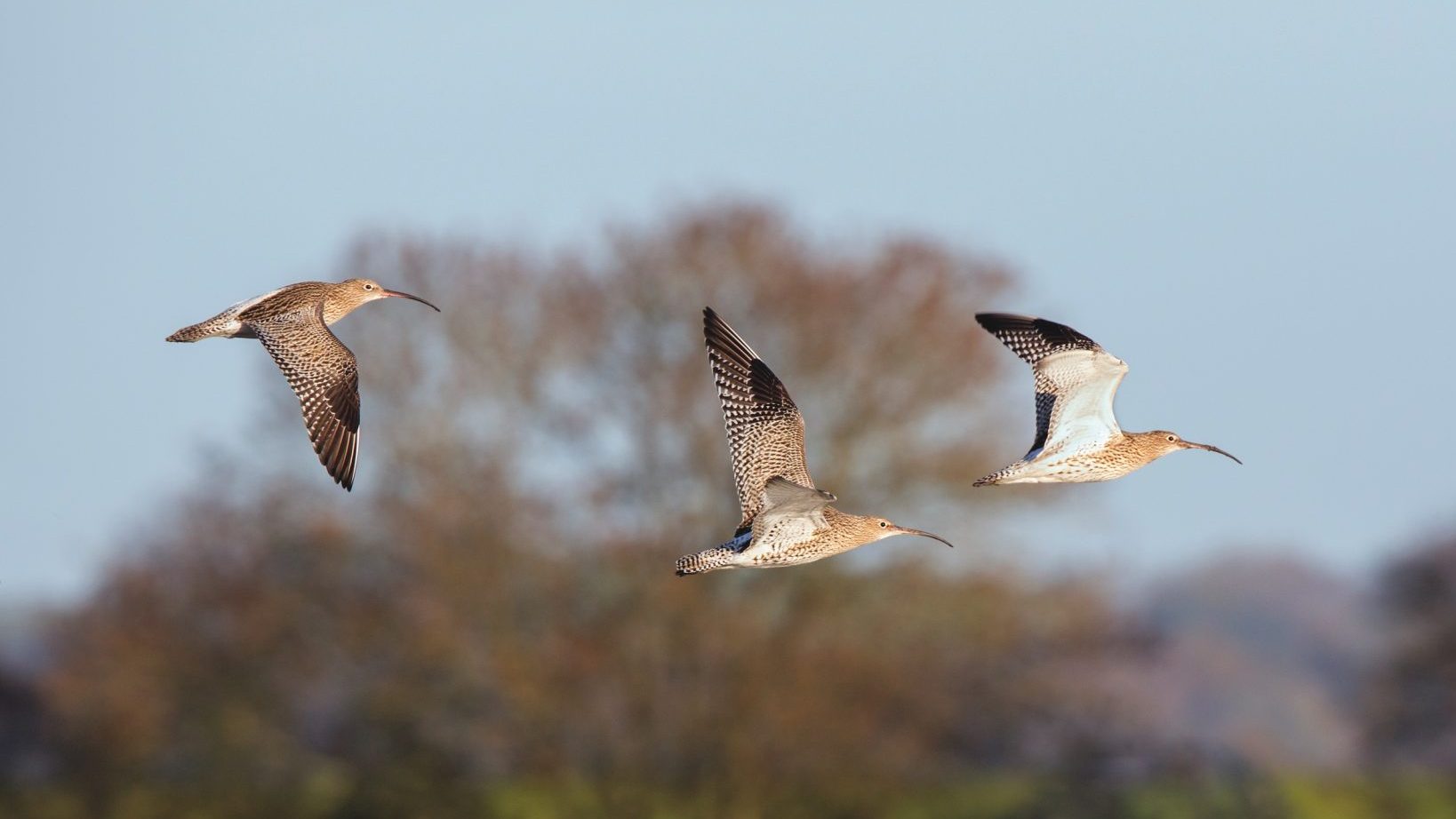 AI to help track declining curlew