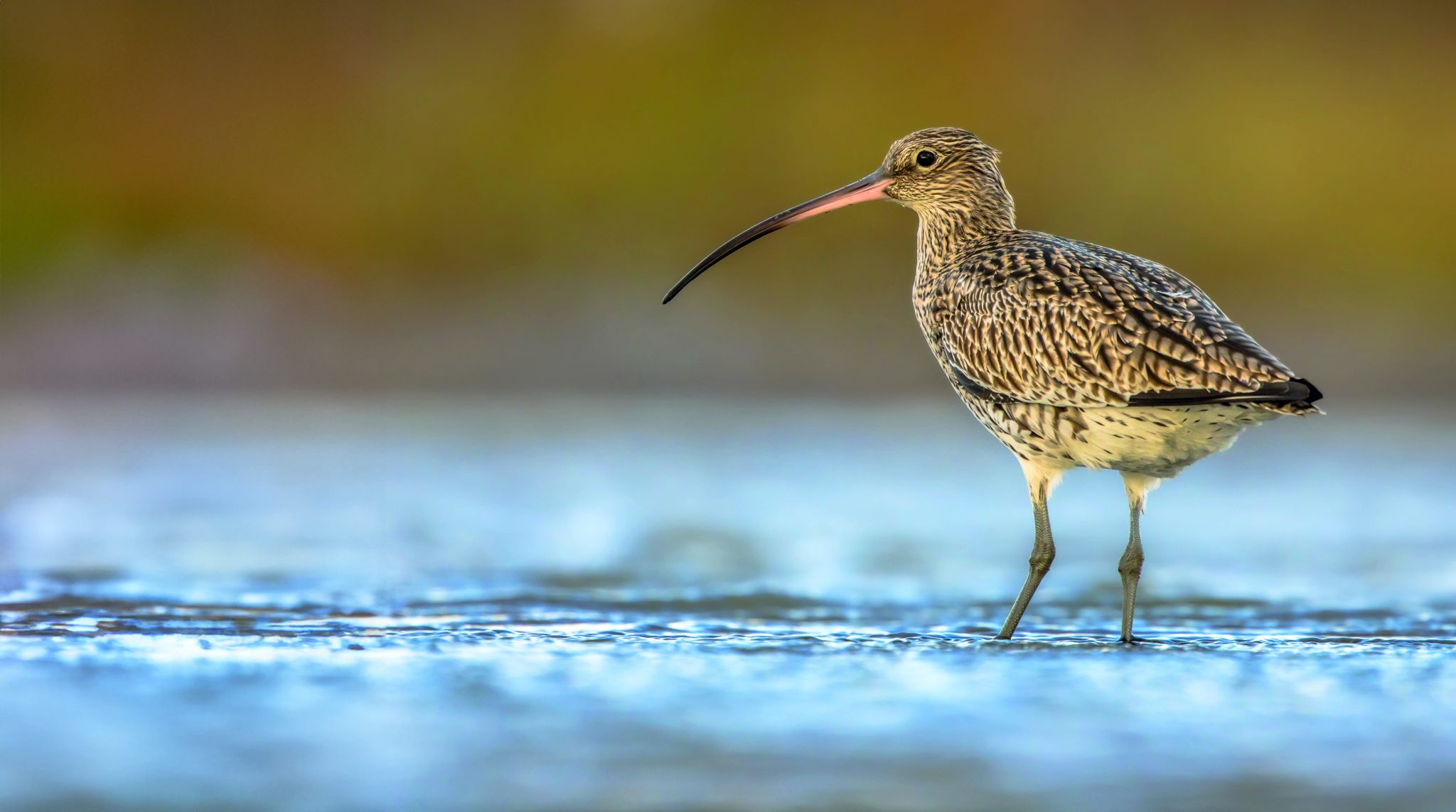 Minister observes efforts to save Wales’s curlew