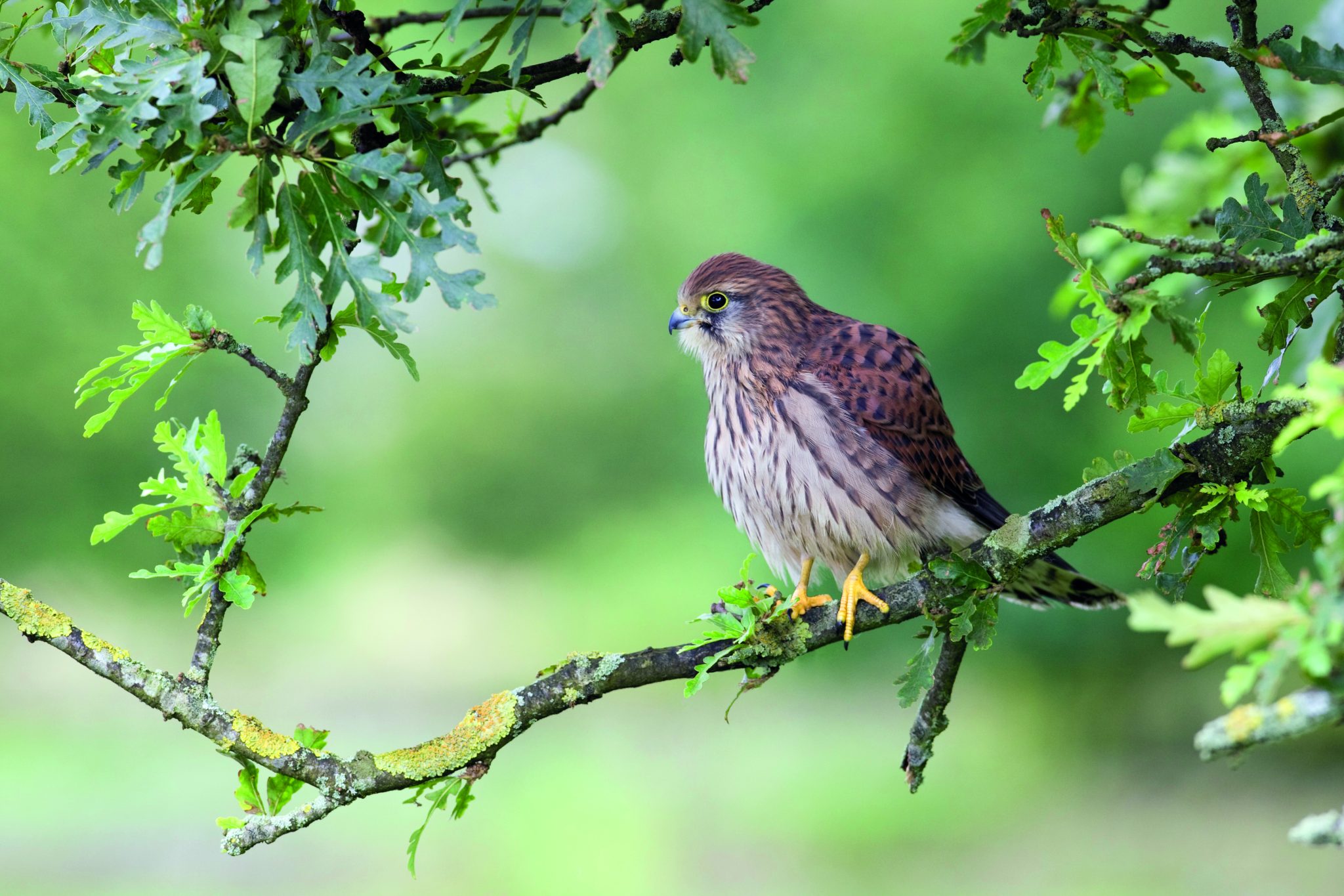 UK bird count points to farmers’ vital role