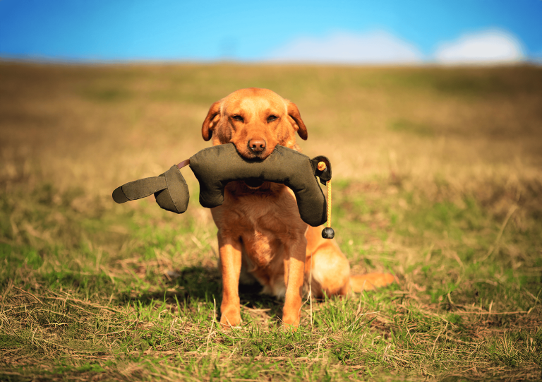 Dog training for dummies
