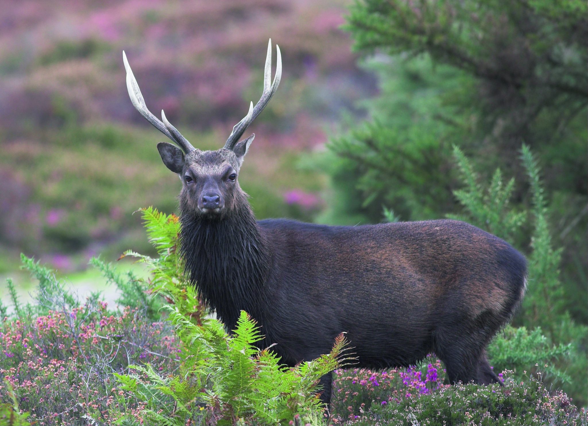 Sika to be recognised as invasive species in Ireland