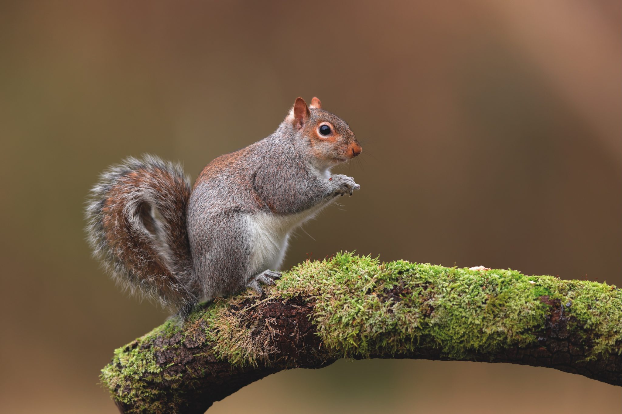 Tories target grey squirrels and muntjac through new bill