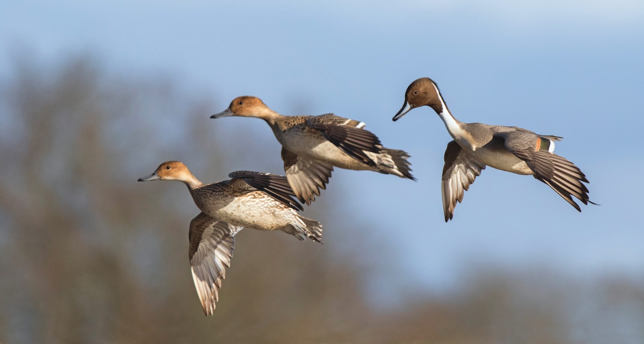 How we’ll manage threatened species 