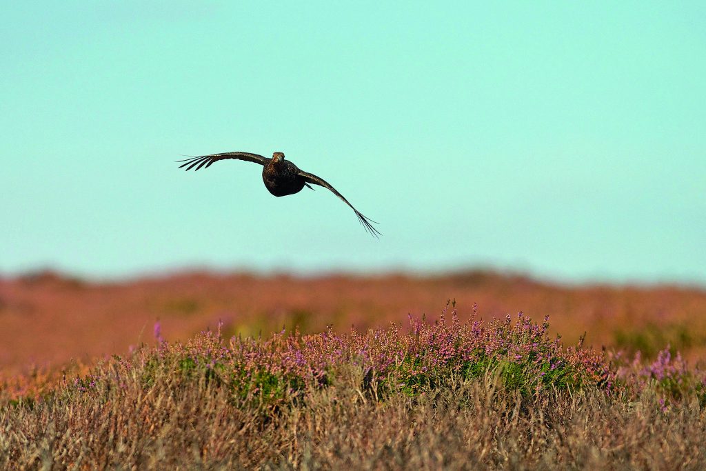 Grouse season 2025: A challenging year ahead