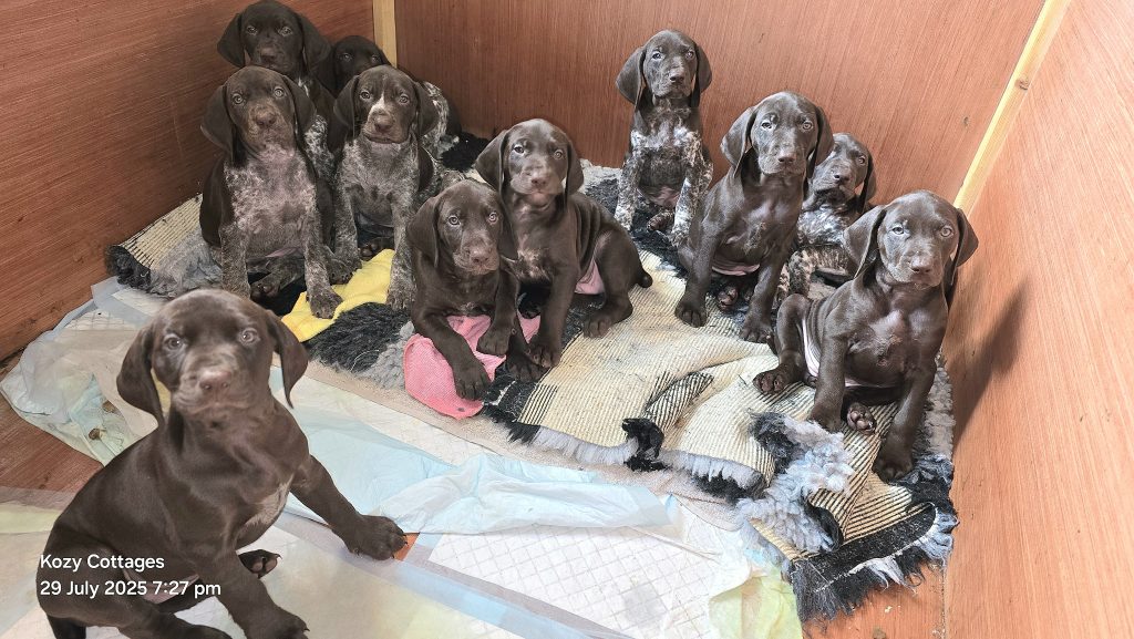 German Shorthaired Pointer pups