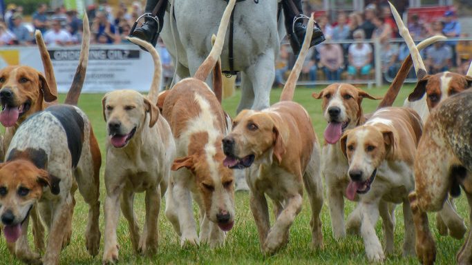 Welsh gundog displays and hound parades escape licence threat