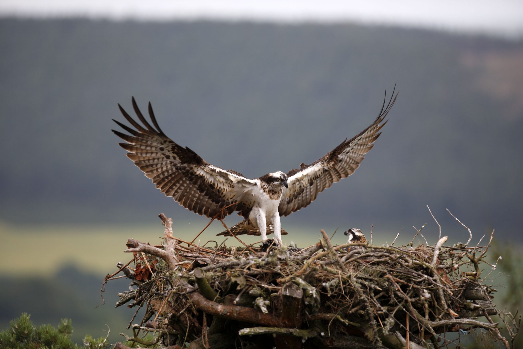 Welsh taxpayers own ‘the most expensive bird nest in history’