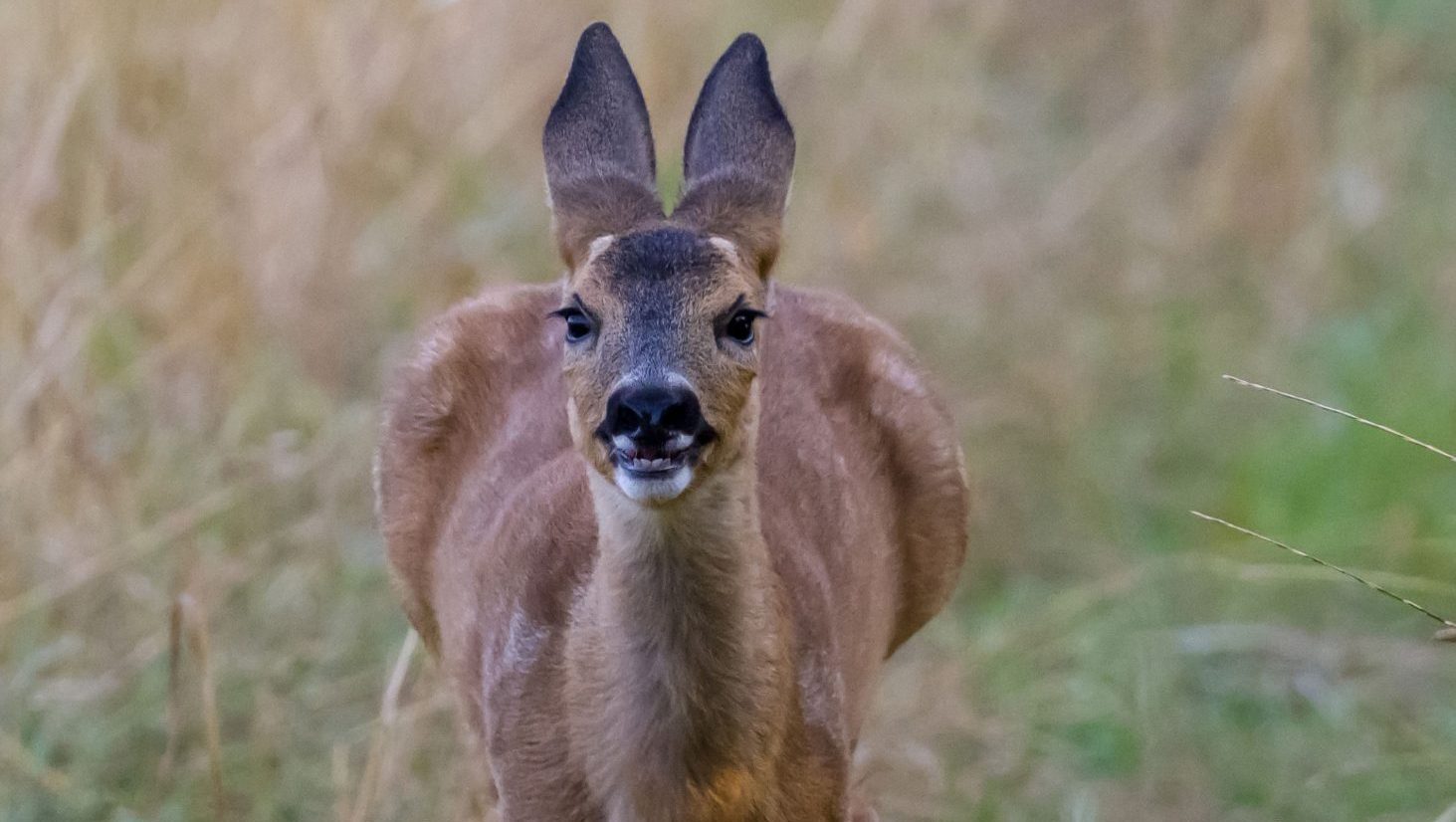 British Deer Society awards Photographer of the Year 2025