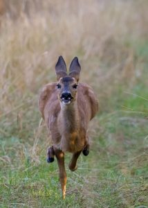 Coming Through - Deb Heath's winning entry in the British Deer Society's competition