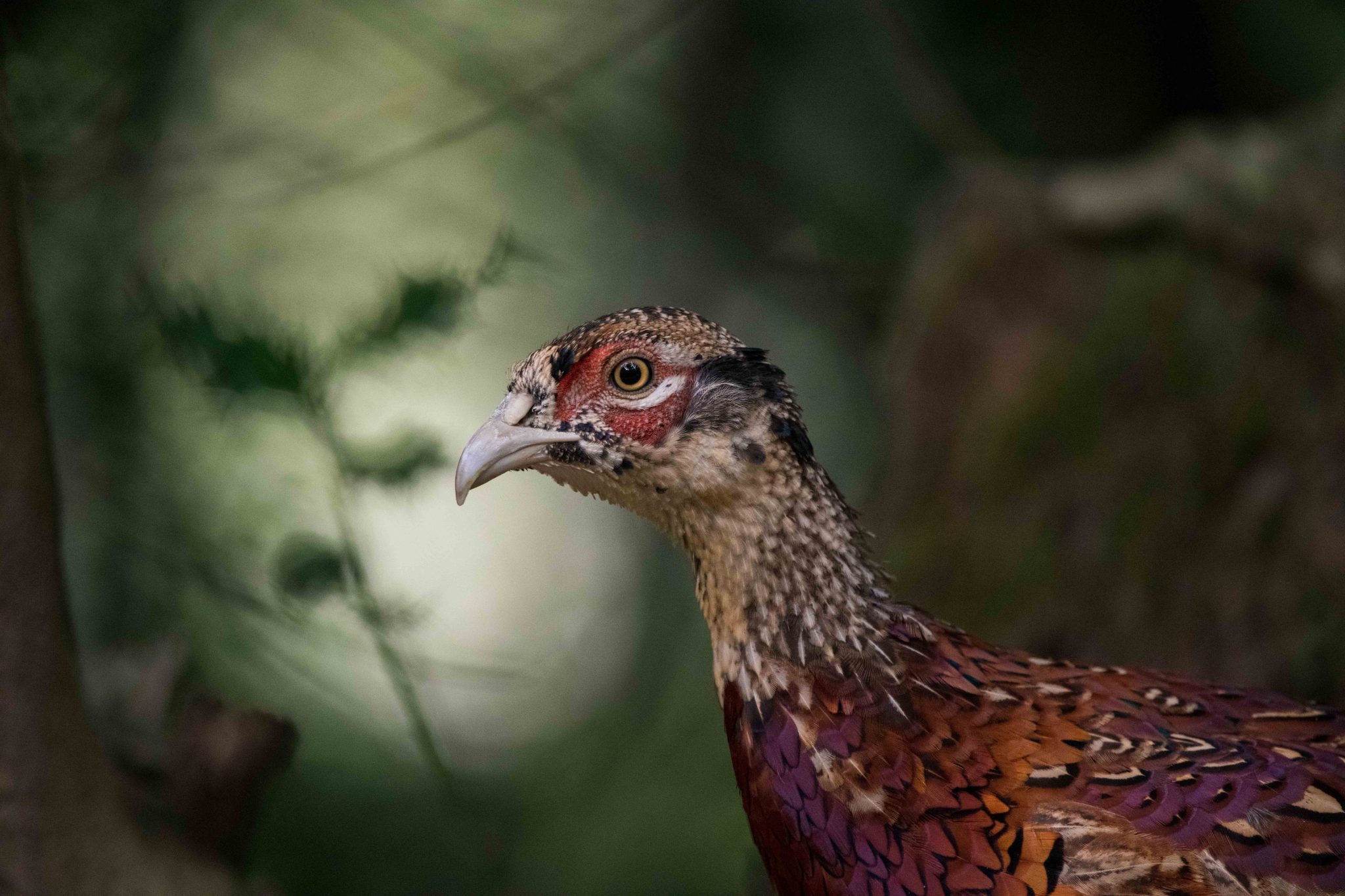 BASC launches High Court challenge over gamebird licensing