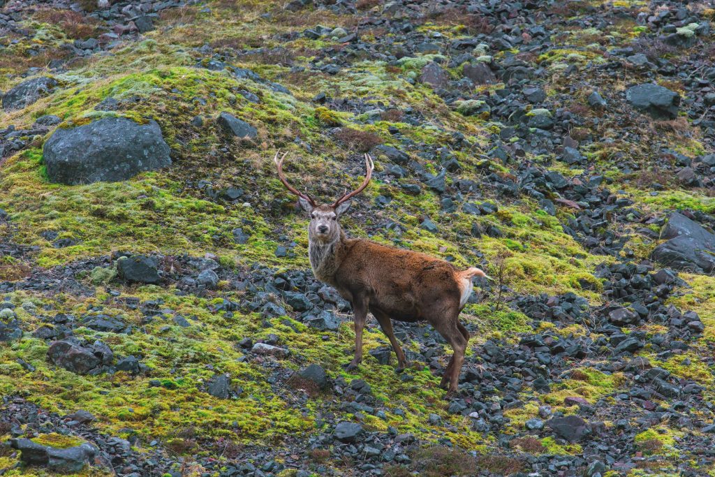 Durrell Wildlife Trust to end paid stalking at Scottish estate