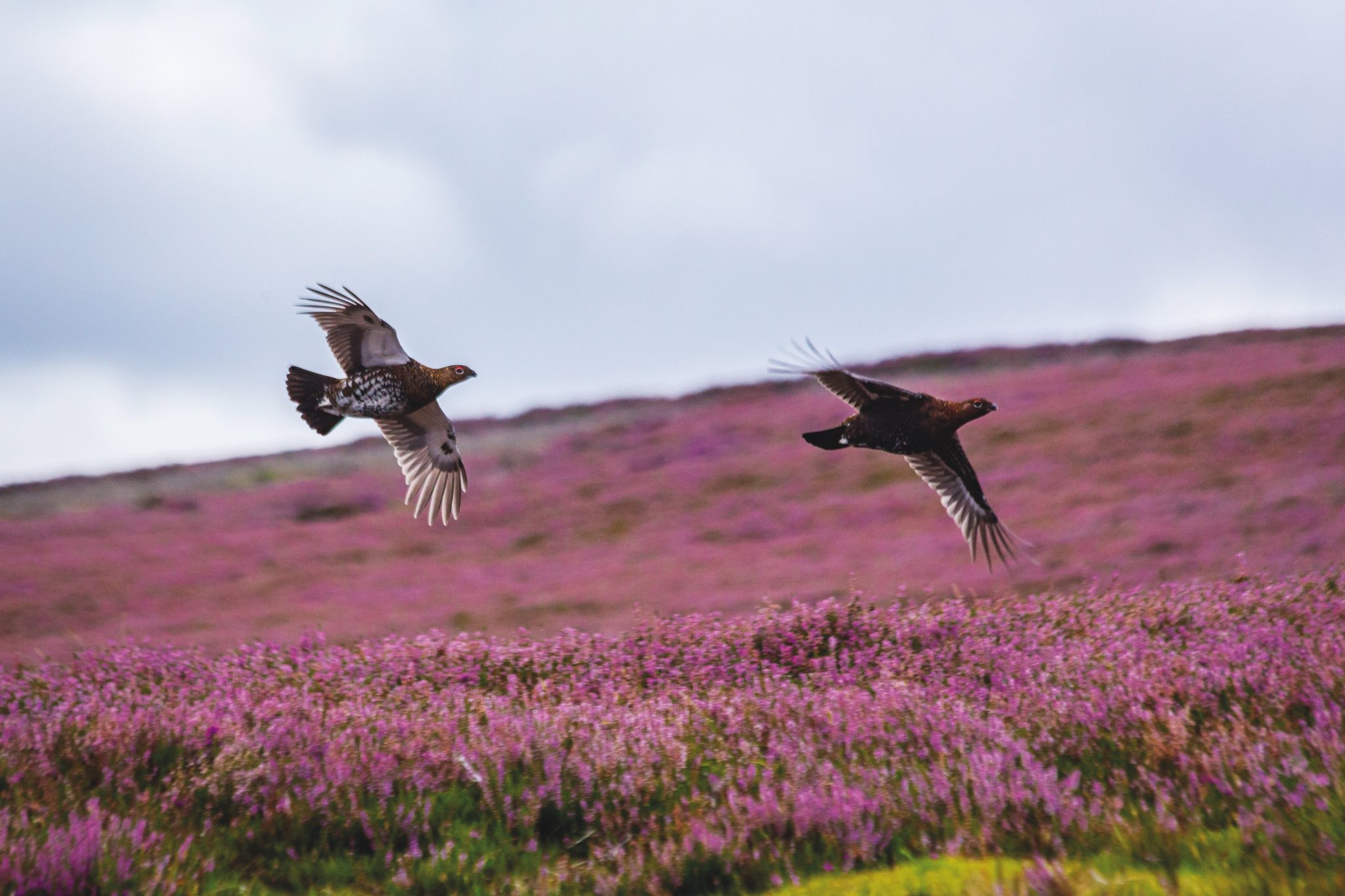 Grouse counts show mixed fortunes across Britain