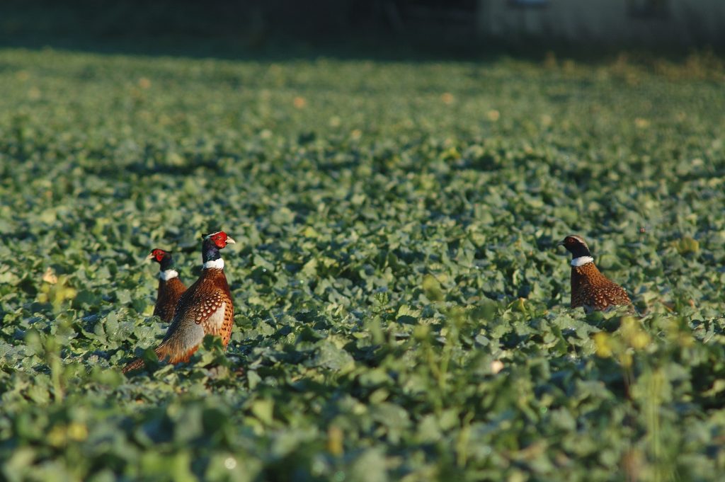 BASC launches second legal challenge over gamebird licensing