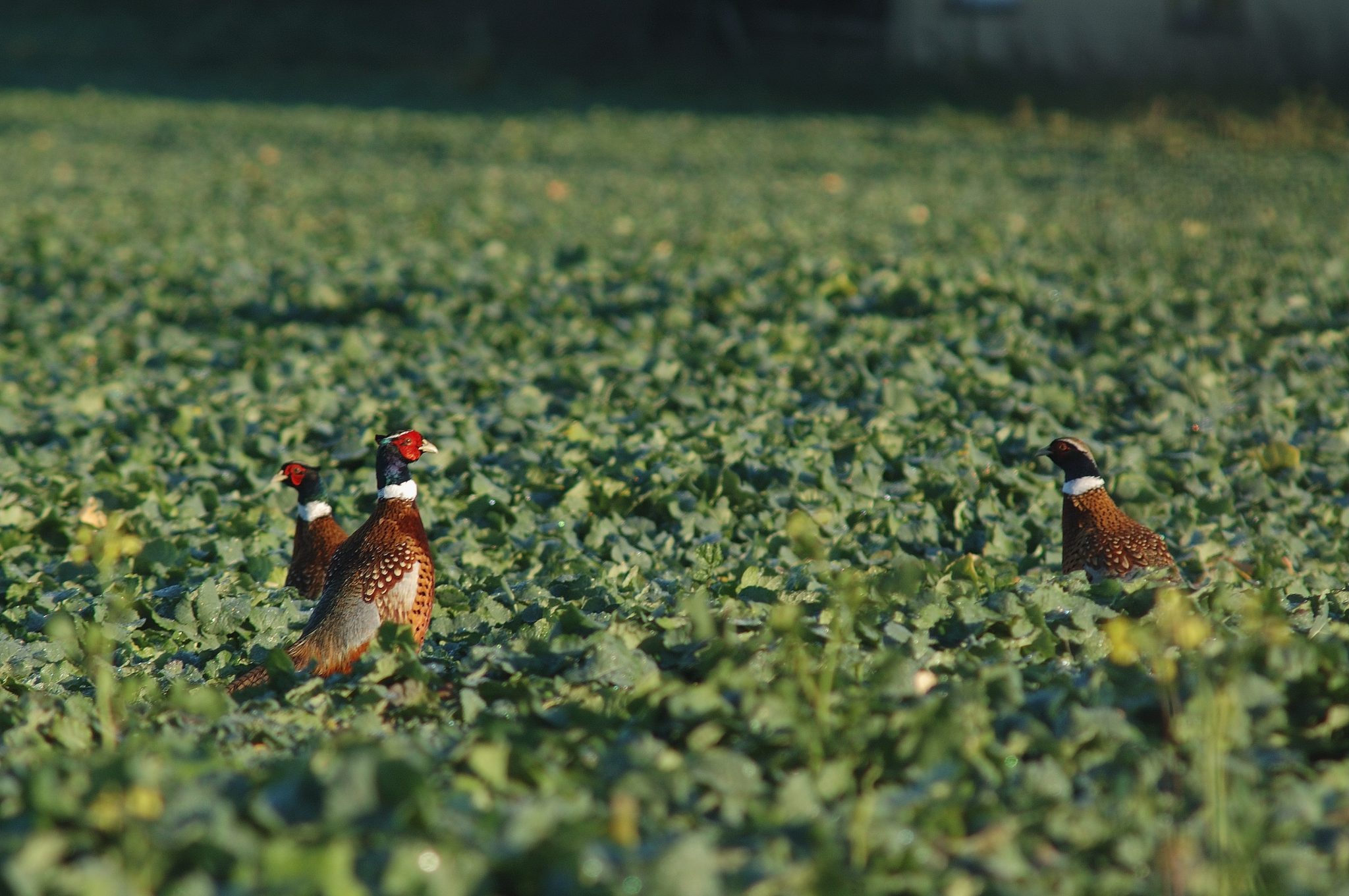 BASC launches second legal challenge over gamebird licensing