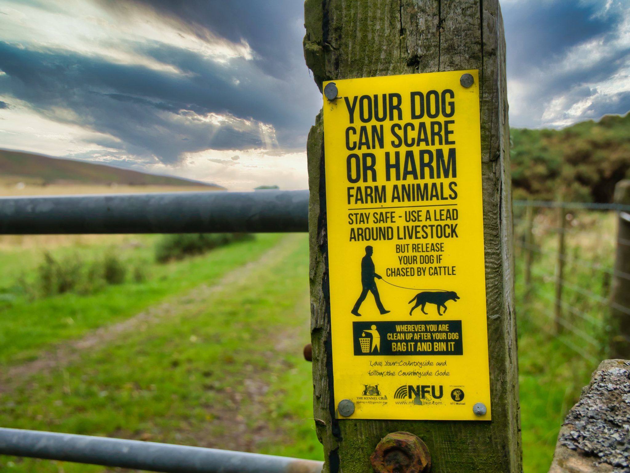 Dog trainers oppose shock collar ban