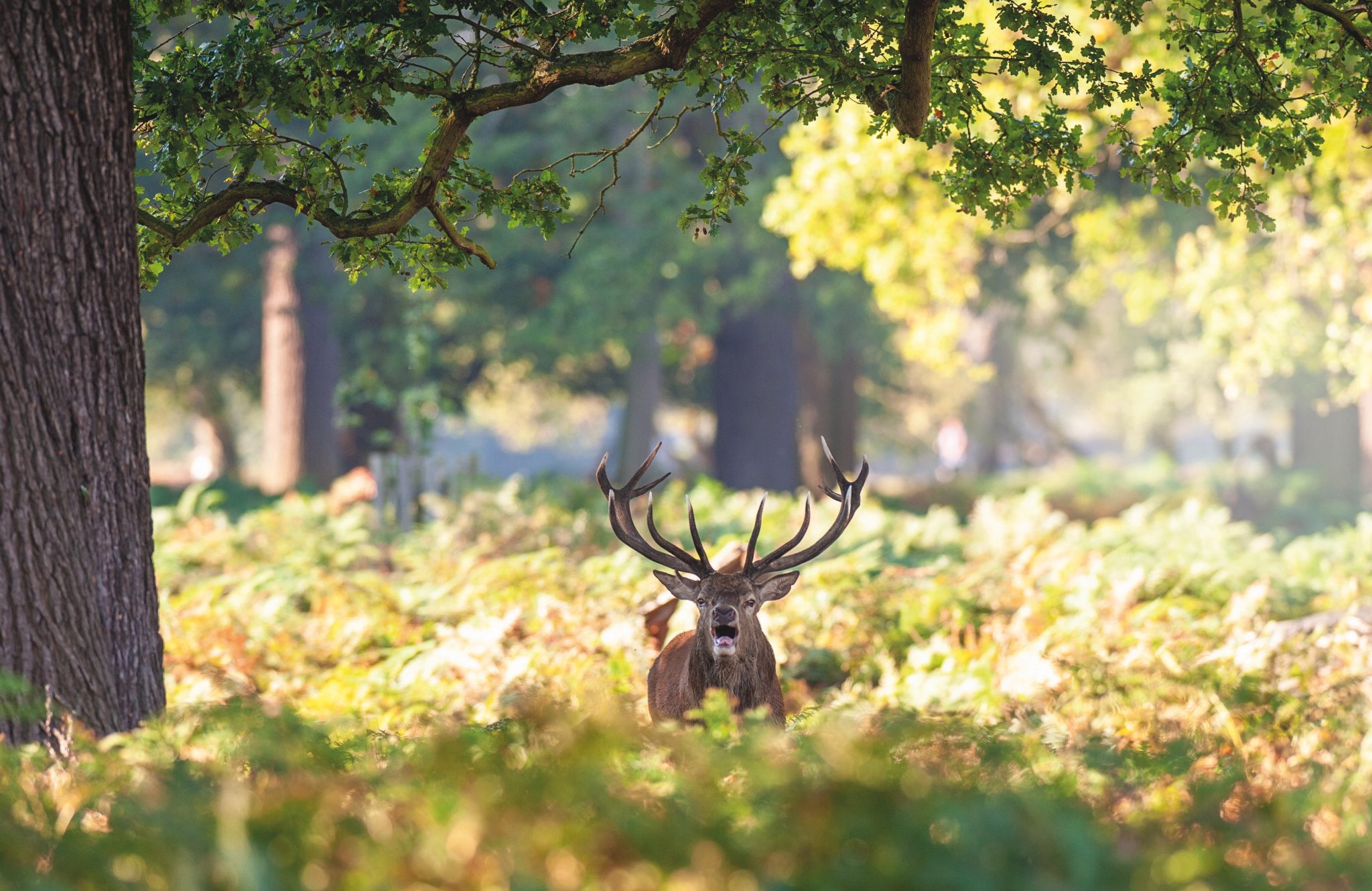 Leading caterer Levy rolls out wild venison