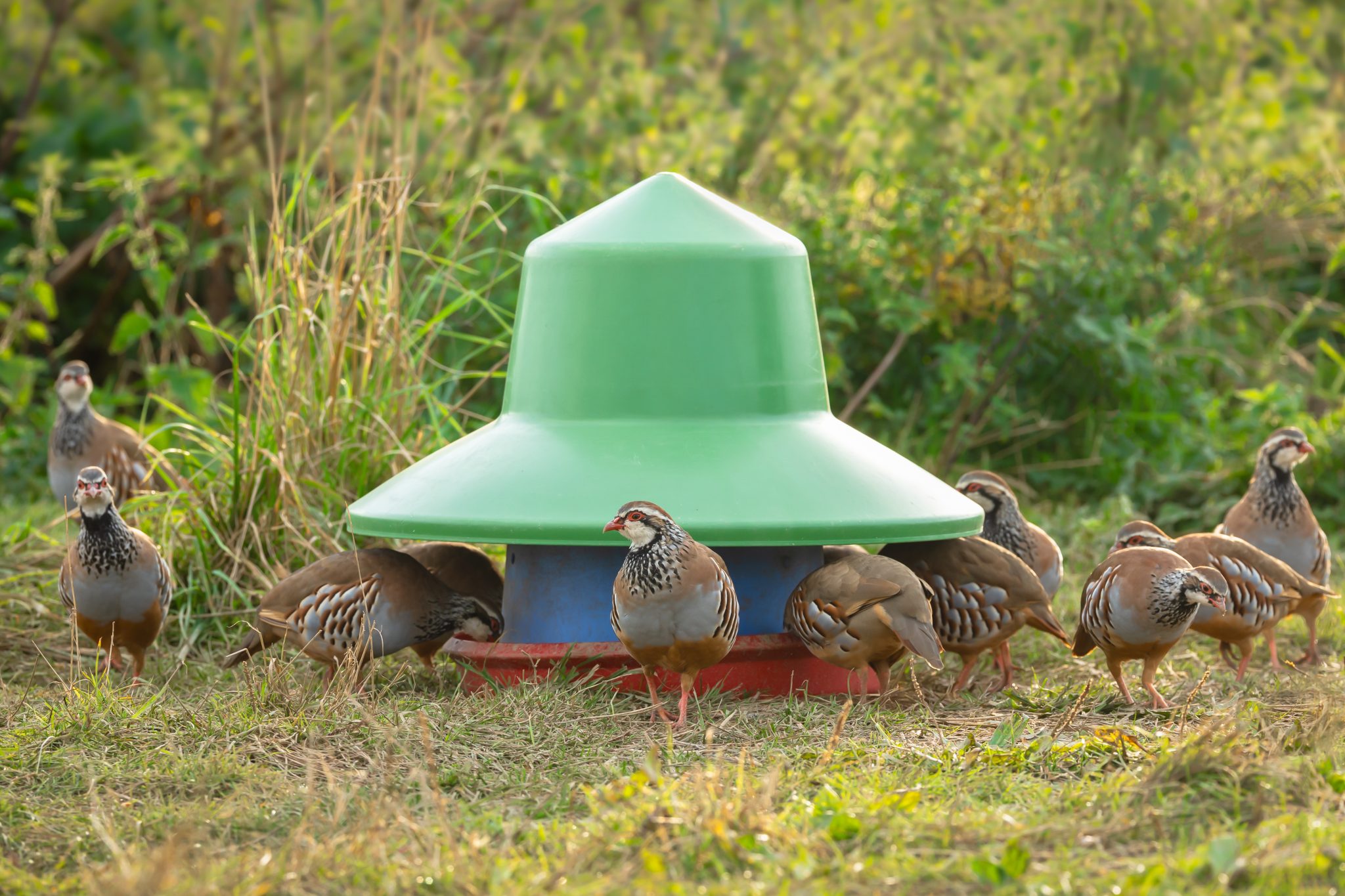 Record heat fails to dampen partridge season optimism