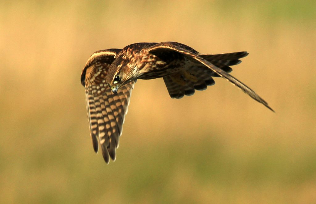 NGO research undermines Natural England’s gamebird licensing system