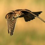Natural England's licensing system undermined by NGO research