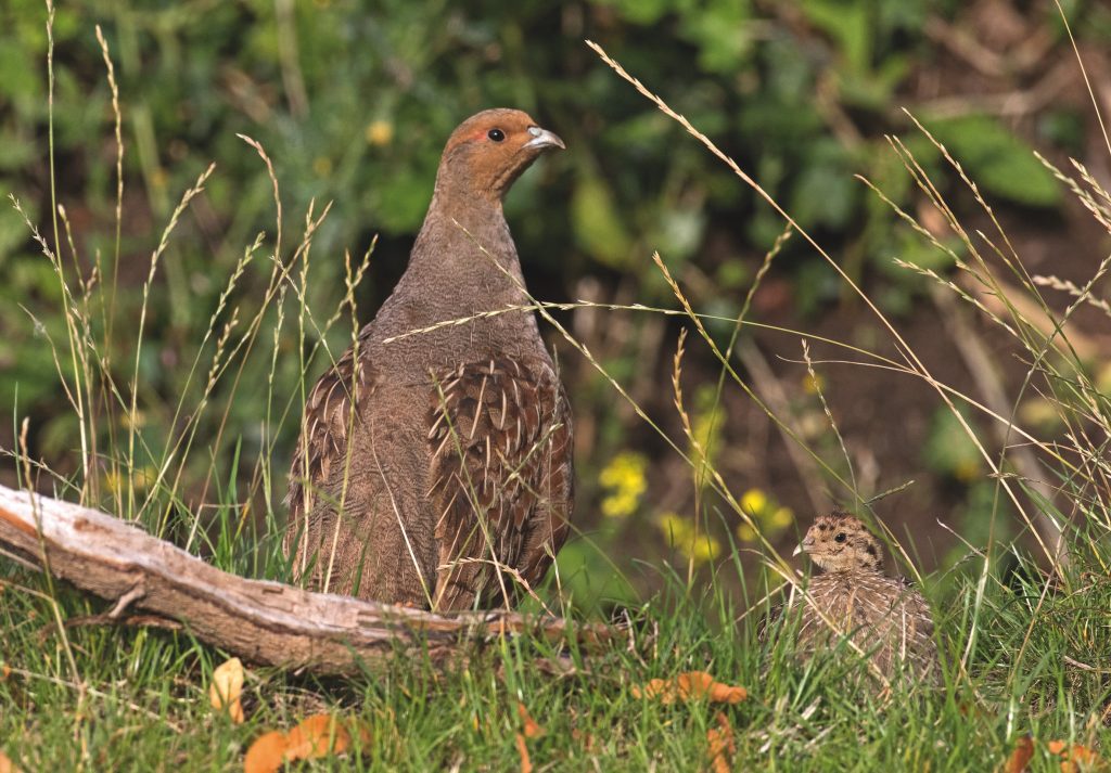 How to support wild grey partridge in the UK