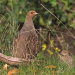 How to support wild grey partridge in the UK