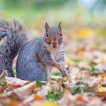 Grey squirrel control with air rifles at Holnicote Estate
