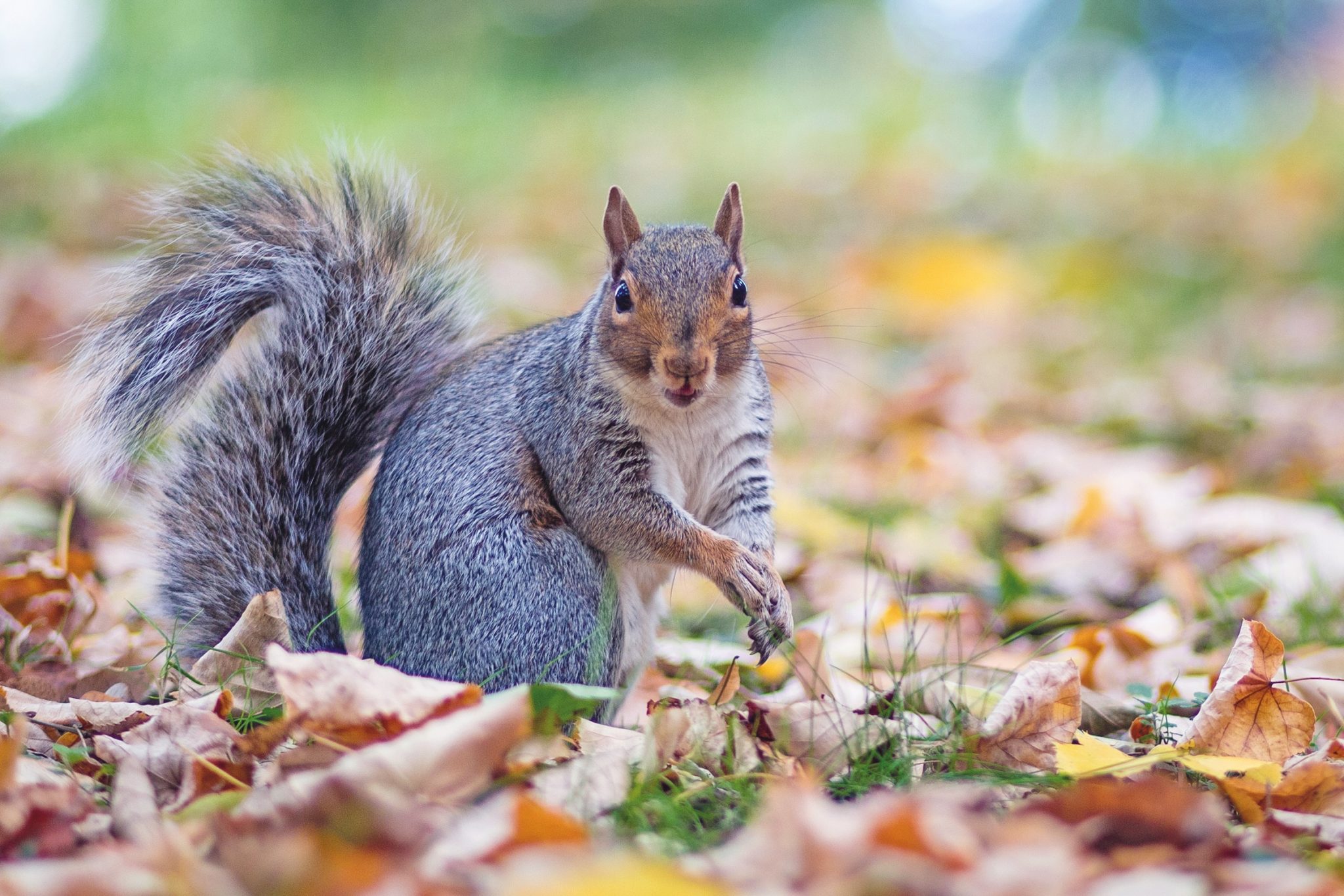 Grey squirrel control with air rifles at Holnicote Estate