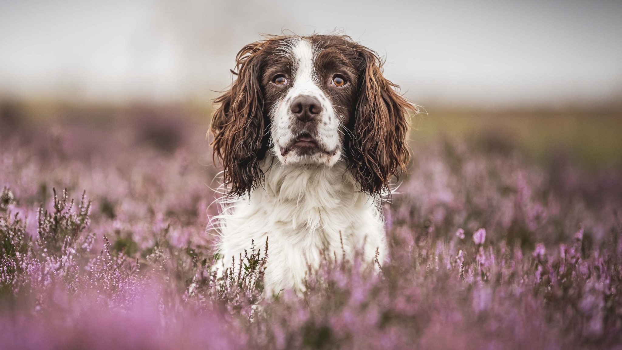Springer Spaniel in Field